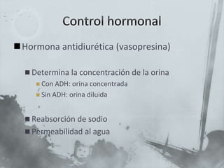 Hormona antidiurética (vasopresina)
 Determina la concentración de la orina
 Con ADH: orina concentrada
 Sin ADH: orina diluida
 Reabsorción de sodio
 Permeabilidad al agua
 