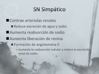 Contrae arteriolas renales
 Reduce excreción de agua y sodio
Aumenta reabsorción de sodio
Aumenta liberación de renina
 Formación de angiotensina II
 Aumenta la reabsorción tubular y reduce la excreción
renal de sodio.
 