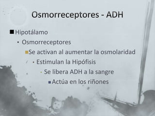 Hipotálamo
• Osmorreceptores
Se activan al aumentar la osmolaridad
• Estimulan la Hipófisis
• Se libera ADH a la sangre
 Actúa en los riñones
 
