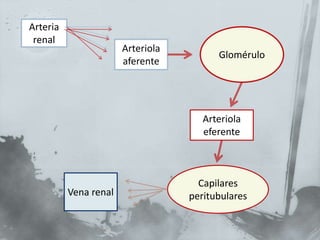 Arteriola
aferente
Arteria
renal
Glomérulo
Arteriola
eferente
Capilares
peritubularesVena renal
 