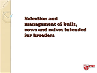 Selection and management of bulls, cows and calves intended for breeders 