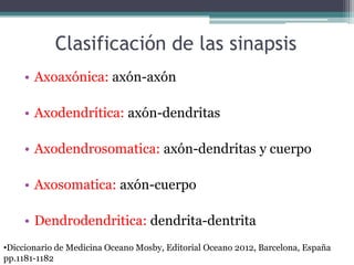 Clasificación de las sinapsis
     • Axoaxónica: axón-axón

     • Axodendrítica: axón-dendritas

     • Axodendrosomatica...