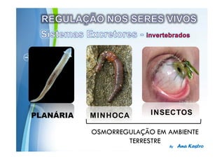 PLANÁRIA   MINHOCA                INSECTOS


           Powerpoint Templates
 