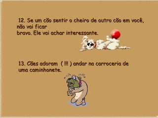   12. Se um cão sentir o cheiro de outro cão em você, não vai ficar bravo. Ele vai achar interessante. 13. Cães adoram  ( !!! ) andar na carroceria de uma caminhonete. 