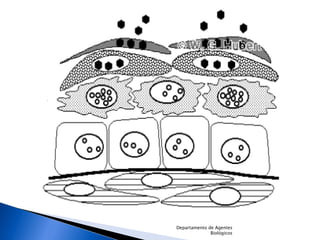 Departamento de Agentes Biológicos 