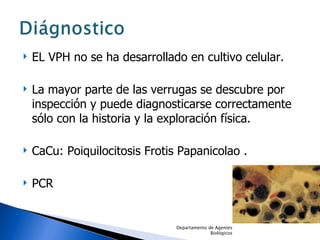 EL VPH no se ha desarrollado en cultivo celular. La mayor parte de las verrugas se descubre por inspección y puede diagnosticarse correctamente sólo con la historia y la exploración física.  CaCu: Poiquilocitosis Frotis Papanicolao . PCR Departamento de Agentes Biológicos 