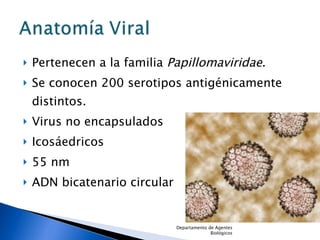 Pertenecen a la familia  Papillomaviridae . Se conocen 200 serotipos antigénicamente distintos. Virus no encapsulados Icosáedricos  55 nm ADN bicatenario circular  Departamento de Agentes Biológicos 