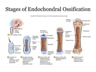 Skeletal System | PPT