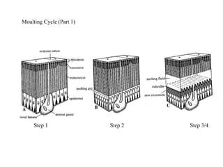Moulting Cycle (Part 1)
Step 1 Step 2 Step 3/4
 