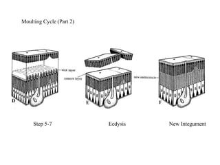 Moulting Cycle (Part 2)
Step 5-7 Ecdysis New Integument
 