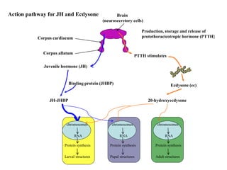 Corpus cardiacum
Corpus allatum
Brain
(neurosecretory cells)
Production, storage and release of
protothoracicotropic hormone (PTTH}
PTTH stimulates
Ecdysone (ec)
Juvenile hormone (JH)
Binding protein (JHBP)
JH-JHBP 20-hydroxyecdysone
chromosomes
RNA
Protein synthesis
Larval structures
chromosomes
RNA
Protein synthesis
Pupal structures
chromosomes
RNA
Protein synthesis
Adult structures
Action pathway for JH and Ecdysone
 