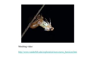 Moulting video
http://www.vanderbilt.edu/exploration/news/news_bursicon.htm
 