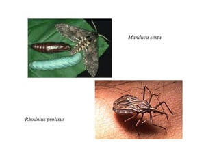 Manduca sexta
Rhodnius prolixus
 
