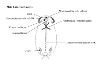 Main Endocrine Centres
Prothoracic (ecdysial) gland
Neurosecretory cells in VNC
Corpus allatum
Corpus cardiacum
Neurosecretory cells in SEG
Neurosecretory cells in brain
Brain
Ovary
 