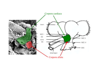 Corpora cardiaca
Corpora allata
 