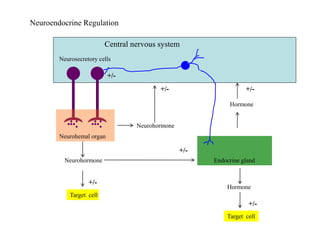 Neuroendocrine Regulation
Central nervous system
Neurohemal organ
Neurosecretory cells
Neurohormone
Neurohormone
Hormone
Hormone
Endocrine gland
Target cell
• •
• •
•
• • •
• •
•
•
+/-
+/-
+/-
+/-
+/-
+/-
Target cell
 