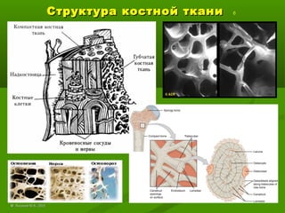Структура костной тканиСтруктура костной ткани 6
©© Лысиков Ю.А., 2015Лысиков Ю.А., 2015
 