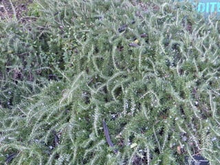 Barcelona, Jardí Botànic