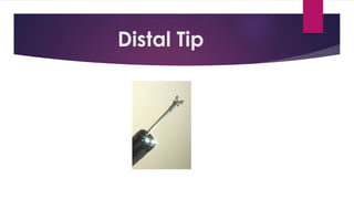 Distal Tip
 