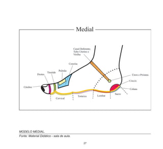 27
MODELO MEDIAL.
Fonte: Material Didático - sala de aula.
 