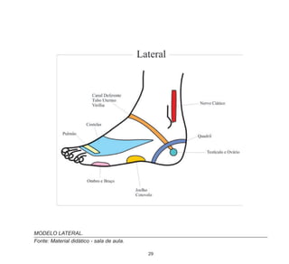 29
MODELO LATERAL.
Fonte: Material didático - sala de aula.
 