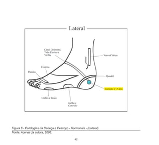 42
Figura 6 - Patologias da Cabeça e Pescoço - Hormonais - (Lateral)
Fonte: Acervo da autora, 2008.
 