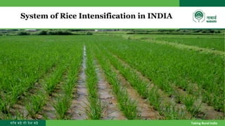 गाँव बढ़े तो देश बढ़े Taking Rural India
System of Rice Intensification in INDIA
 