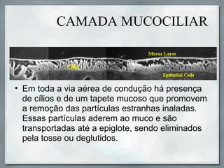 CAMADA MUCOCILIAR



• Em toda a via aérea de condução há presença
  de cílios e de um tapete mucoso que promovem
  a remoção das partículas estranhas inaladas.
  Essas partículas aderem ao muco e são
  transportadas até a epiglote, sendo eliminados
  pela tosse ou deglutidos.
 