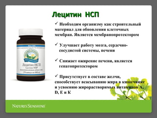  Необходим организму как строительный
материал для обновления клеточных
мембран. Является мембранопротектором
 Улучшает работу мозга, сердечно-
сосудистой системы, печени
 Снижает ожирение печени, является
гепатопротектором
 Присутствует в составе желчи,
способствует всасыванию жира в кишечнике
и усвоению жирорастворимых витаминов А,
D, Е и К
Лецитин НСПЛецитин НСП
 