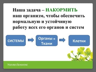 СИСТЕМЫ
Органы и
Ткани
Клетки
Наша задача – НАКОРМИТЬ
наш организм, чтобы обеспечить
нормальную и устойчивую
работу всех его органов и систем
 