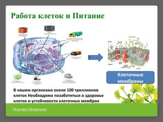 Работа клеток и Питание
Клеточные
мембраны
В нашем организма около 100 триллионов
клеток Необходимо позаботиться о здоровье
клеток и устойчивости клеточных мембран
 