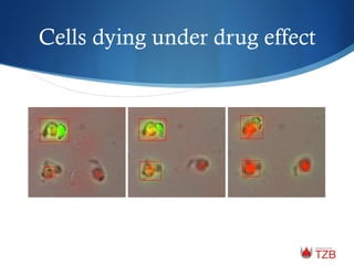 Cells dying under drug effect
 