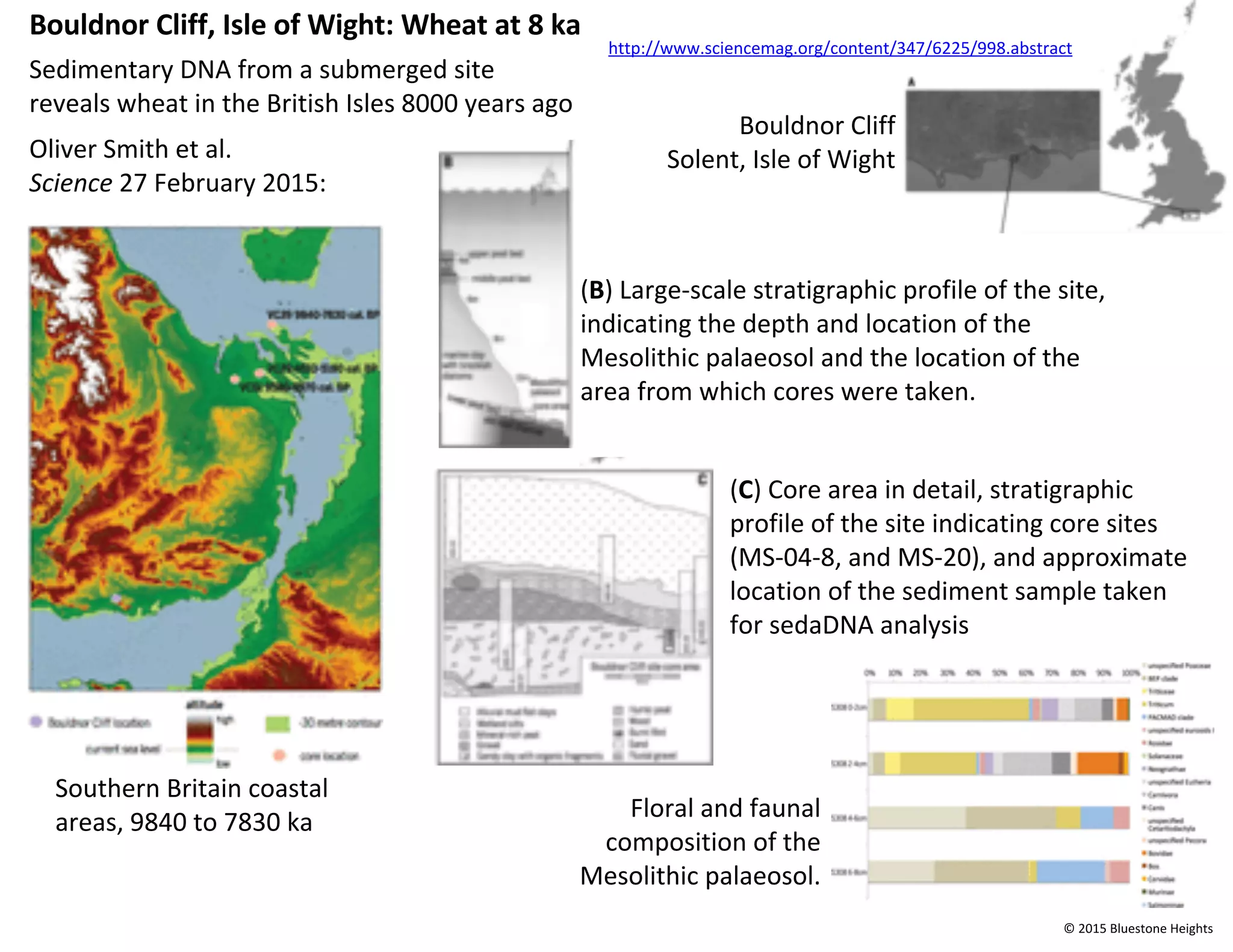 (B) Large-scale stratigraphic profile of the site,
indicating the depth and location of the
Mesolithic palaeosol and the location of the
area from which cores were taken.
Southern Britain coastal
areas, 9840 to 7830 ka
Floral and faunal
composition of the
Mesolithic palaeosol.
Bouldnor Cliff, Isle of Wight: Wheat at 8 ka
Sedimentary DNA from a submerged site
reveals wheat in the British Isles 8000 years ago
Oliver Smith et al.
Science 27 February 2015:
Bouldnor Cliff
Solent, Isle of Wight
(C) Core area in detail, stratigraphic
profile of the site indicating core sites
(MS-04-8, and MS-20), and approximate
location of the sediment sample taken
for sedaDNA analysis
http://www.sciencemag.org/content/347/6225/998.abstract
© 2015 Bluestone Heights
 