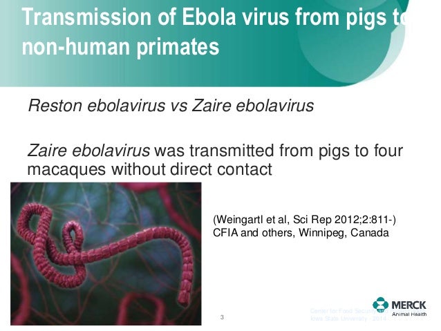 Image Result For Corona Virus Update Image Result For Corona Virus Update