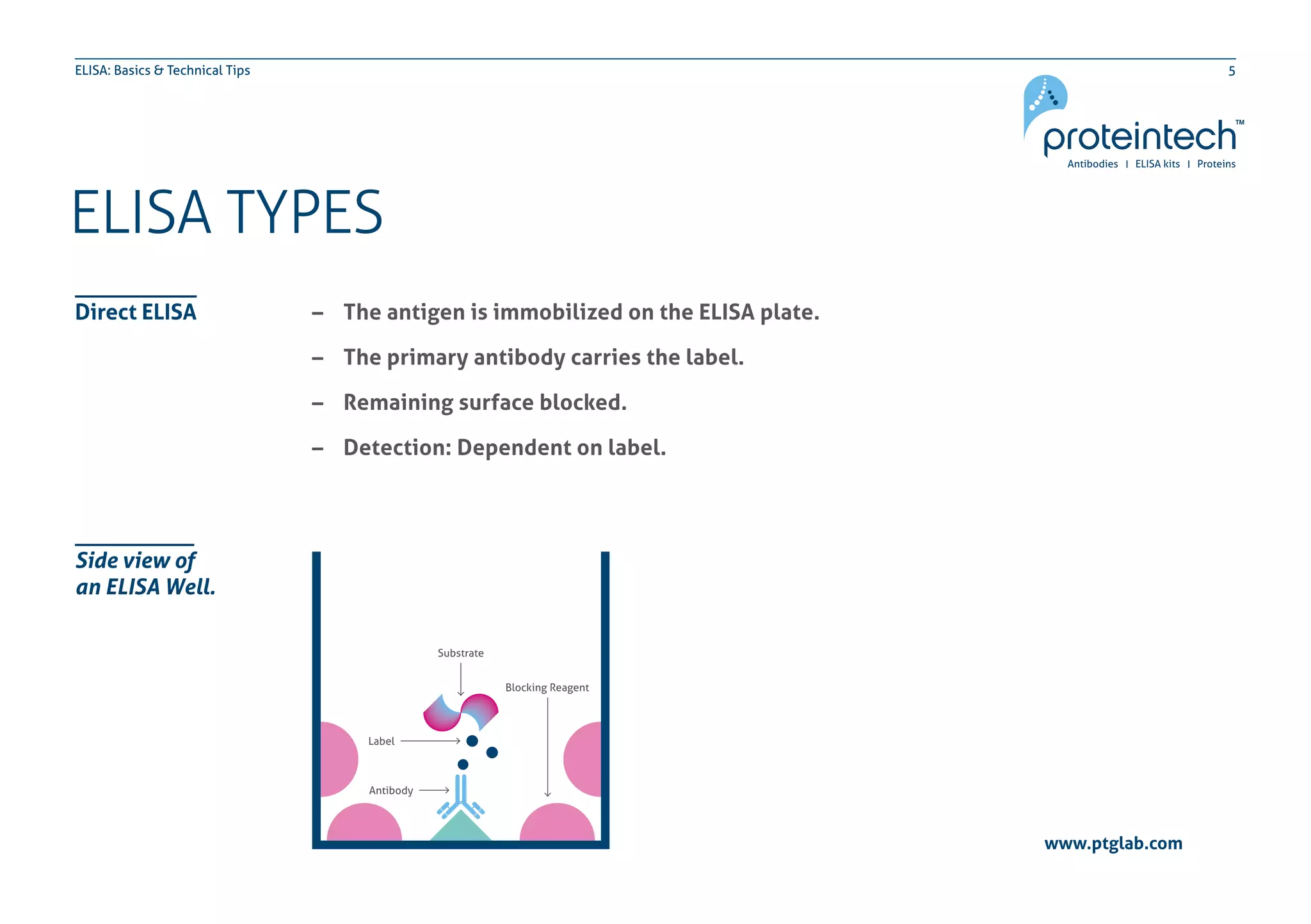 5ELISA: Basics & Technical Tips
www.ptglab.com
Direct ELISA
ELISA TYPES
–– The antigen is immobilized on the ELISA plate.
–– The primary antibody carries the label.
–– Remaining surface blocked.
–– Detection: Dependent on label.
Side view of
an ELISA Well.
 