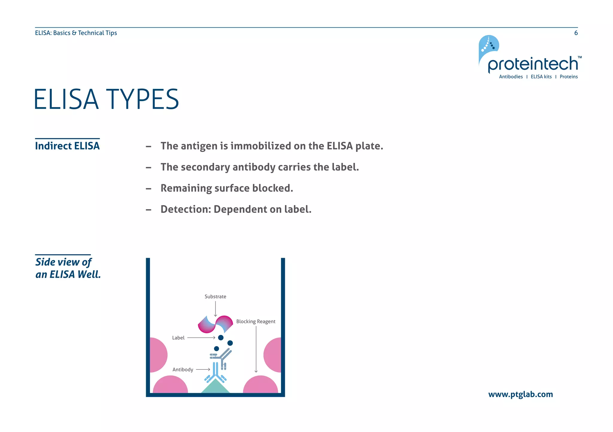 6ELISA: Basics & Technical Tips
www.ptglab.com
Indirect ELISA
ELISA TYPES
–– The antigen is immobilized on the ELISA plate.
–– The secondary antibody carries the label.
–– Remaining surface blocked.
–– Detection: Dependent on label.
Side view of
an ELISA Well.
 