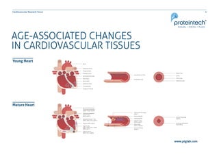 4Cardiovascular Research Focus
www.ptglab.com
AGE-ASSOCIATED CHANGES
IN CARDIOVASCULAR TISSUES
Young Heart
Mature Heart
 