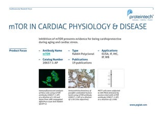 5Cardiovascular Research Focus
www.ptglab.com
mTOR IN CARDIAC PHYSIOLOGY & DISEASE
Inhibition of mTOR presents evidence for being cardioprotective
during aging and cardiac stress.
–– Antibody Name
	 mTOR
–– Catalog Number
	 20657-1-AP
Product Focus
Immunofluorescent analysis
of HeLa cells using mTOR
antibody (20657-1-AP)
at a dilution of 1:50 and
Alexa Fluor 488-conjugated
AffiniPure Goat Anti-Rabbit
IgG(H+L).
Immunohistochemistry of
paraffin-embedded human
testis using mTOR antibody
(20657-1-AP) at a dilution
of 1:50 (10x objective).
MCF7 cells were subjected
to SDS PAGE followed by
western blot with mTOR
antibody (20657-1-AP)
at a dilution of 1:500.
–– Type
	 Rabbit Polyclonal
–– Publications
	 19 publications
–– Applications
	 ELISA, IF, IHC,
	 IP, WB
 