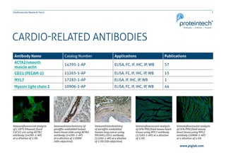 7Cardiovascular Research Focus
www.ptglab.com
CARDIO-RELATED ANTIBODIES
Antibody Name Catalog Number Applications Publications
ACTA2/smooth
muscle actin
14395-1-AP ELISA, FC, IF, IHC, IP, WB 57
CD31 (PECAM-1) 11265-1-AP ELISA, FC, IF, IHC, IP, WB 15
MYL7 17283-1-AP ELISA, IF, IHC, IP, WB 1
Myosin light chain 2 10906-1-AP ELISA, FC, IF, IHC, IP, WB 44
Immunohistochemistry of
paraffin-embedded human
heart tissue slide using ACTA2
antibody (14395-1-AP)
at a dilution of 1:5000
(40x objective).
Immunofluorescent analysis
of (-20ºC Ethanol) fixed
C2C12 cell using ACTA2
antibody (14395-1-AP)
at a dilution of 1:50.
Immunohistochemistry
of paraffin-embedded
human lung cancer using
PECAM1,CD31 antibody
(11265-1-AP) at a dilution
of 1:50 (10x objective).
Immunofluorescent analysis
of (4% PFA) fixed mouse
heart tissue using MYL2
antibody (10906-1-AP)
at a dilution of 1:50.
Immunofluorescent analysis
of (4% PFA) fixed mouse heart
tissue using MYL7 antibody
(17283-1-AP) at a dilution
of 1:50.
 