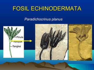 FOSIL ECHINODERMATA
Paradichocrinus planus

 