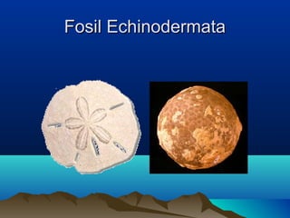 Fosil Echinodermata

 