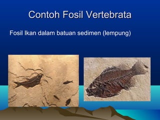 Contoh Fosil Vertebrata
Fosil Ikan dalam batuan sedimen (lempung)

 