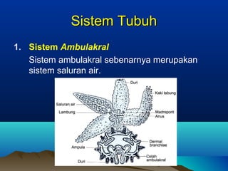 Sistem Tubuh
1. Sistem Ambulakral
Sistem ambulakral sebenarnya merupakan
sistem saluran air.

 