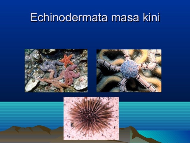 1503 Echinodermata