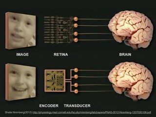 Sheila Nirenberg(2012) http://physiology.med.cornell.edu/faculty/nirenberg/lab/papers/PNAS-2012-Nirenberg-1207035109.pdf
 