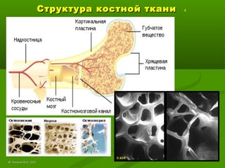 Структура костной тканиСтруктура костной ткани 4
©© Лысиков Ю.А., 2015Лысиков Ю.А., 2015
 
