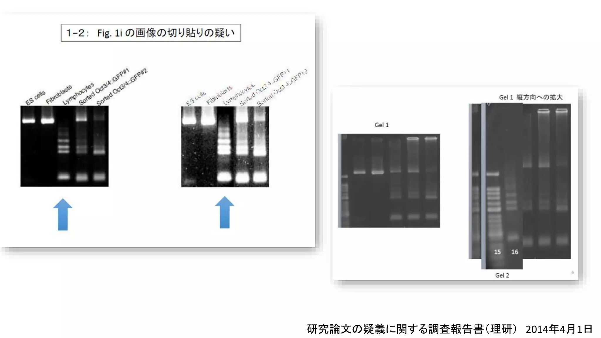 理化学研究所 研究論文の疑義に関する調査報告書（2014年4月1日）
 