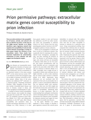 Have you seen? 
Prion permissive pathways: extracellular 
matrix genes control susceptibility to 
prion infection 
Thibaut Imberdis & David A Harris 
There are wide variations in the susceptibil-ity 
of humans, animals, and cultured cell 
lines to infection by prions. In this issue of 
The EMBO Journal, Marbiah et al (2014) 
identified a gene regulatory network that 
regulates the susceptibility of cultured cells 
to prion infection. Surprisingly, a number of 
these genes impact the structure of the 
extracellular matrix. These results have 
important implications for understanding 
mechanisms of prion infection and also 
suggest new therapeutic targets. 
See also: MM Marbiah et al (July 2014) 
Prion diseases are transmissible neuro-degenerative 
disorders of humans and 
animals characterized by dementia, 
motor dysfunction, and the accumulation of 
an abnormal isoform of the prion protein 
(PrPSc) in the central nervous system. PrPSc 
is an infectious protein that propagates itself 
via its ability to promote conversion of PrPC 
(the normal, cellular form of the prion 
protein) into additional PrPSc molecules via 
a sequence-specific, templating mechanism 
(Prusiner, 1998). Examples of prion disor-ders 
include Creutzfeldt-Jakob disease and 
kuru in humans, scrapie in sheep, and 
bovine spongiform encephalopathy in cattle. 
A number of factors control susceptibility 
to prion diseases, most notably the endoge-nous 
gene that encodes PrPC. Mice that lack 
PrPC are completely resistant to prion infec-tion 
(Bu¨ eler et al, 1993), and coding poly-morphisms 
in the PrPC gene affect disease 
susceptibility and incubation times in 
animals and humans (Westaway et al, 1987; 
Collinge et al, 1996). However, it is clear 
from genetic studies in mice and humans 
that additional, non-PrP loci affect incuba-tion 
times and susceptibility to infection 
(Lloyd et al, 2013). Exactly how the corre-sponding 
gene products function in the PrPSc 
propagation pathway remains unknown. 
Prions can be propagated in cultured cell 
lines, as well as in laboratory animals. This 
is generally done by exposing cells to prion-infected 
brain homogenate, passaging the 
cells, and then assessing the presence of 
PrPSc via Western or cell blotting. Interest-ingly, 
only certain cell lines are susceptible 
to infection, while others are not. For exam-ple, 
N2a mouse neuroblastoma cells are 
easily infectible and are a commonly used 
model in the prion field, while CHO or HEK 
cells are resistant to infection (Butler et al, 
1988). Amazingly, from a single cell line, it 
is possible to isolate some subclones that are 
highly infectible, as well as other subclones 
that are almost totally resistant to infection 
(Klohn et al, 2003). Importantly, these 
differences are not correlated with PrP 
expression levels and are presumably due to 
genetic or and/or transcriptional differences 
that are inherited within each subclone. 
Until now, there was very little insight into 
the molecular factors that control these vari-ations 
in susceptibility. Identifying these 
factors is of great importance, both for 
understanding basic pathogenic mechanisms 
and for developing effective therapies. Genes 
and proteins that influence prion susceptibil-ity 
represent potential new targets for treat-ment 
of these invariably fatal diseases. 
In this paper, Marbiah et al (2014) 
employed a clever strategy to elucidate a 
gene regulatory network that controls prion 
infectibility in cultured cells. The authors 
used different subclones of N2a neuroblas-toma 
cells that are either susceptible or 
resistant to infection by a particular prion 
strain. Using transcriptional profiling, they 
compared three subclones that are suscepti-ble 
to prion infection with three other ones 
that are resistant (called revertants because 
they were derived from susceptible N2a 
cells). Employing this approach, they identi-fied 
a set of 95 genes that are differentially 
expressed in the two groups. Based on their 
observations that this set was enriched in 
genes involved in cellular differentiation and 
development and that the susceptible cells 
over-expressed genes that promoted a differ-entiated 
phenotype, the authors tested the 
effect of the pro-differentiation agent, reti-noic 
acid, on prion infectibility. Treatment 
of resistant subclones with retinoic acid 
increased prion propagation up to 40-fold, 
rendering the cells highly susceptible to 
infection. 
The authors then used this phenomenon 
as the basis for an additional filter to identify 
relevant genes. They first compared the tran-scriptional 
signatures of the resistant cells 
treated or not with retinoic acid and identi-fied 
97 genes that were over-expressed in the 
treated group. They then compared this list 
of genes with the list of 95 genes identified 
from their original analysis of susceptible vs. 
resistant subclones, yielding a small set of 18 
overlapping genes that were found on both 
lists. They proceeded to validate this set of 
genes, first by quantitative, real-time PCR, 
and then functionally using shRNA-mediated 
knockdown. Strikingly, knockdown of any 
one of 9 genes in prion-resistant cells 
Department of Biochemistry, Boston University School of Medicine, Boston, MA, USA. E-mail: daharris@bu.edu 
DOI 10.15252/embj.201489071 | Published online 21 June 2014 
1506 The EMBO Journal Vol 33 | No 14 | 2014 ª 2014 The Authors 
 