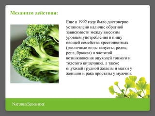Механизм действия:
Еще в 1992 году было достоверно
установлено наличие обратной
зависимости между высоким
уровнем употребления в пищу
овощей семейства крестоцветных
(различные виды капусты, редис,
репа, брюква) и частотой
возникновения опухолей тонкого и
толстого кишечника, а также
опухолей грудной железы и матки у
женщин и рака простаты у мужчин.
 