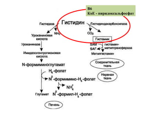 В6
КоЕ - пиридоксальфосфат
 
